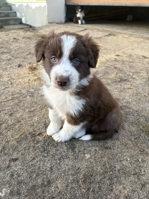 Piesek Border Collie czekoladowo-biały