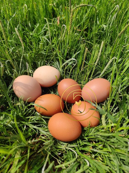 Pintos com 1 Semana – Comece Já a Sua Criação