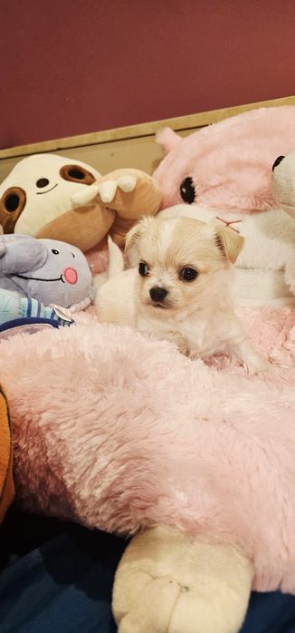 Janusz chihuahua Łążynek