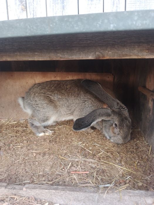 Królik olbrzym belgijski