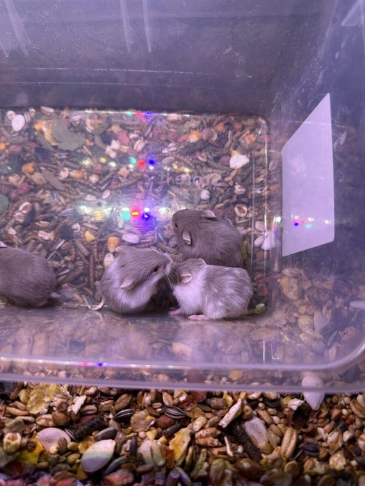 Джунгарики хом'яки