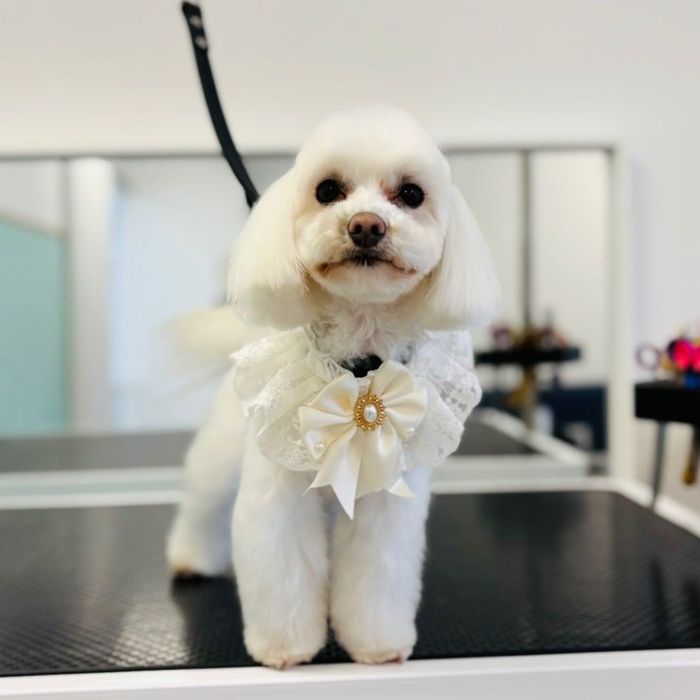 KURS Szkolenie groomerskie - psi fryzjer Warszawa