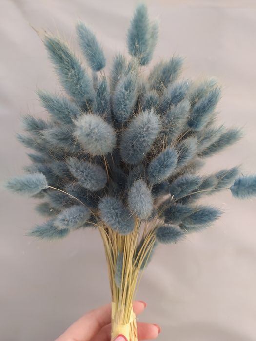 Лагурус продам, сухоцвіти