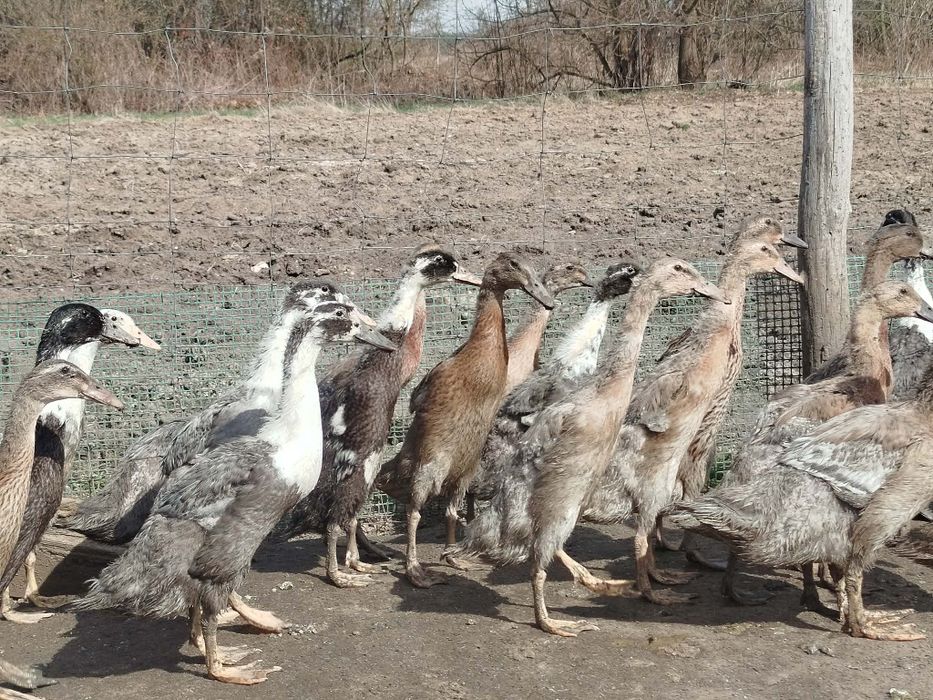 Biegusy Indyjskie,  kaczki, kaczory, pary, 3 miesięczne,  pisklęta