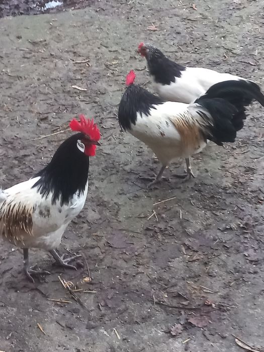 Sprzedam kury ozdobne lakelfender I ayam cemani