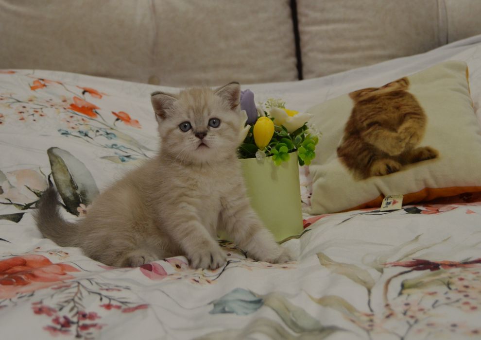 Котята шотландські