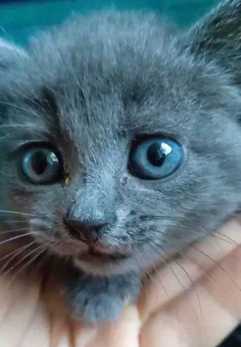 Кошеня у добрі руки