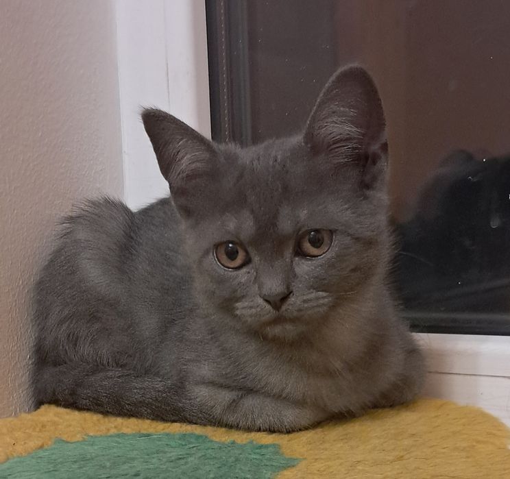 Шукають дім кошенята-дівчата