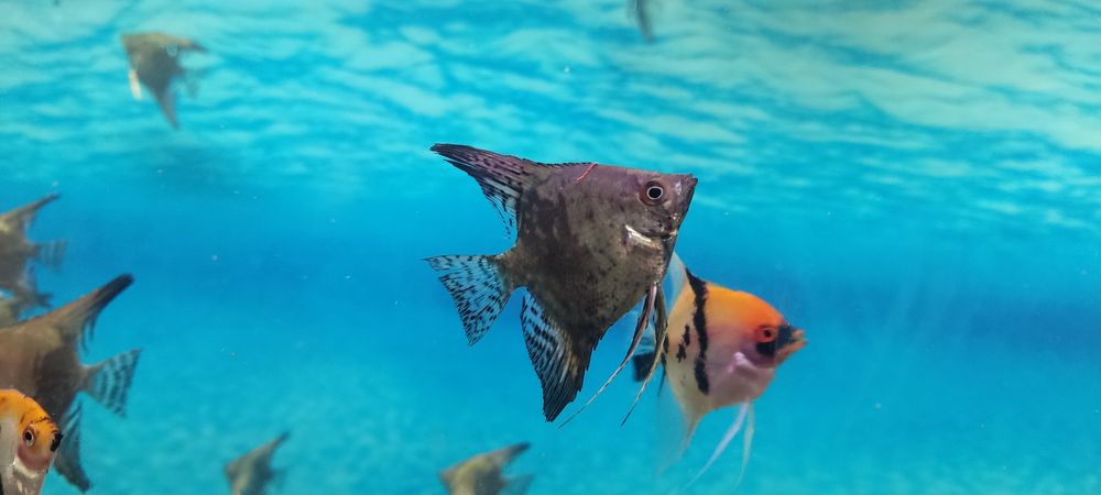 Skalary Avatar green