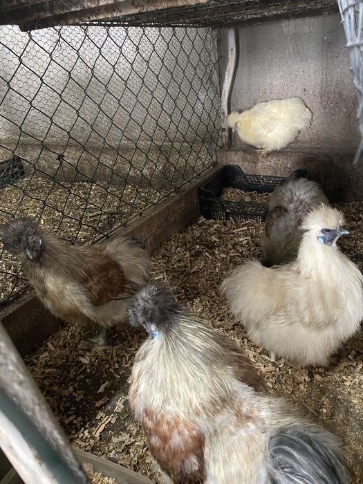 Vendo sedosa do japao femea