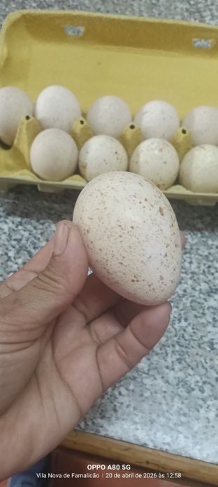 Ovos de perua galados