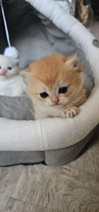 Британскі котенята
