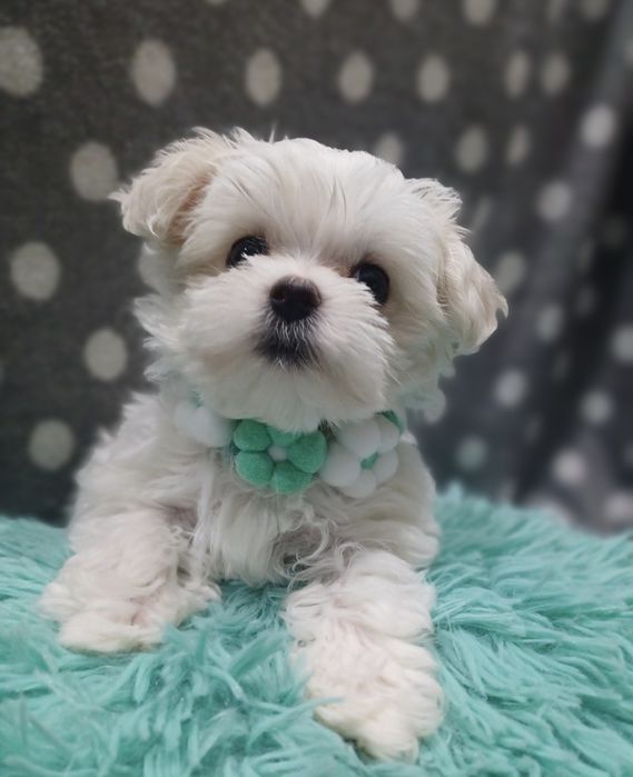 Szczenię rasy maltańczyk