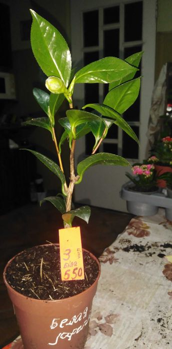 Камелія біла, червона, ніжно рожева.Мімоза, шлюмбергера.