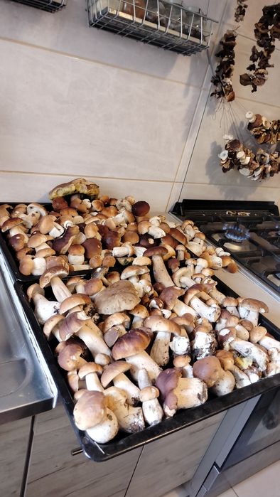 Grzybki suszone 1 kg