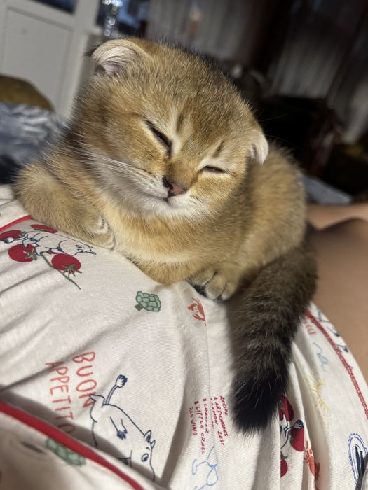 Золотая шиншила , шотландці