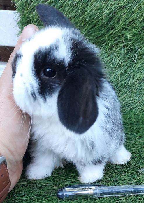 Coelhos anões várias raças