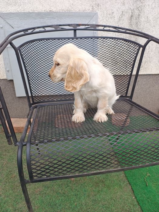 Cocker spaniel angielski suczka