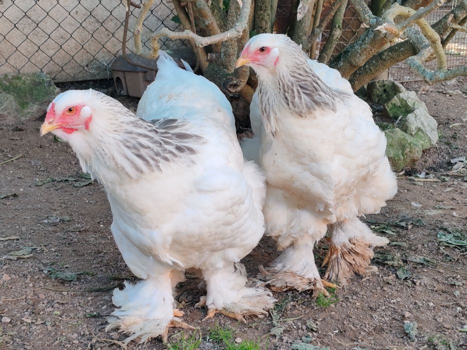 Ovos galinhas Brahma Garnizes miniatura
