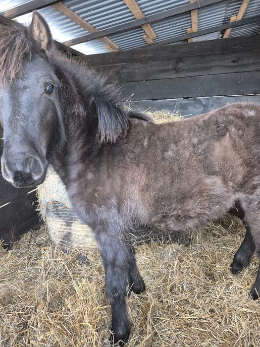 Sprzedam ogierka huculskiego