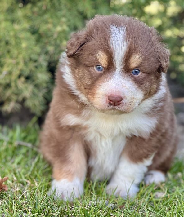 Owczarek Australijski, Aussie