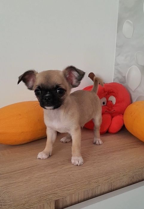 Chłopiec Chihuahua