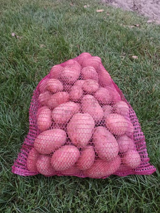 Ziemniaki Baltic Rose oraz Red Lady