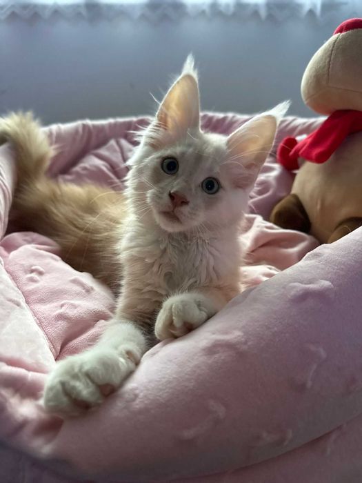 Maine coon fpl wyjątkowe umaszczenie kremowe ze srebrem