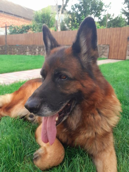 Породиста німецька вівчарка.