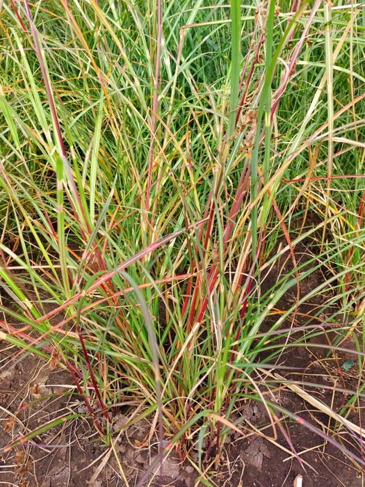 Міскантус літл зебра