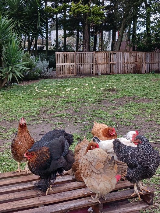 Galinhas  e pintinhos