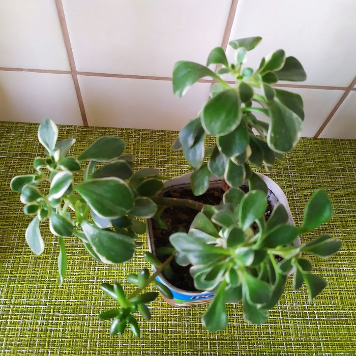 Сукуленти: еоніум, сєдум, ехеверія. Оксаліс