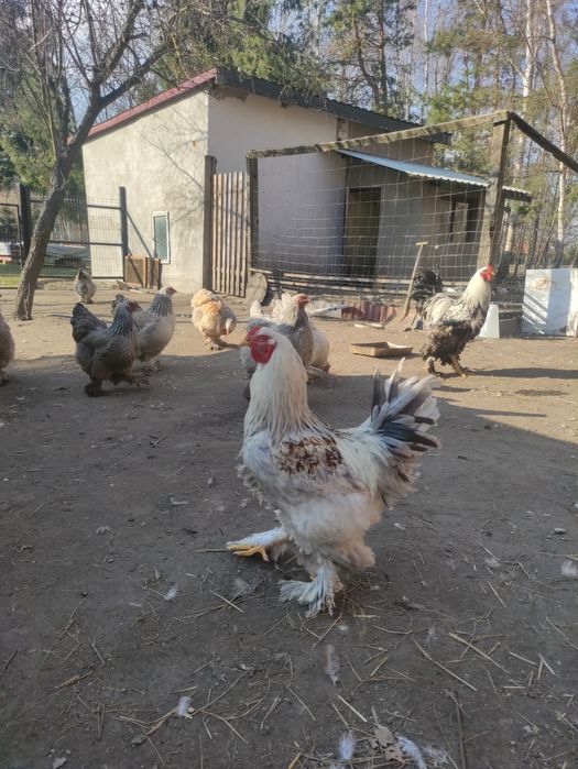 Jaja lęgowe brahma olbrzymia