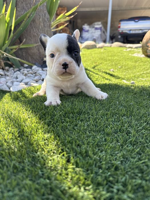 Bulldog francês menina