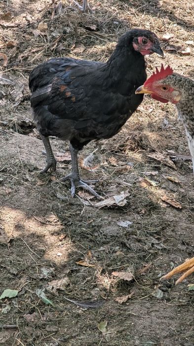Parka kur ozdobnych Araucana