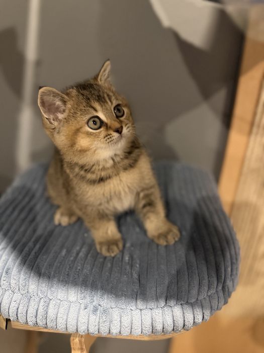 Kocurek Kot Brytysko Golden shaded