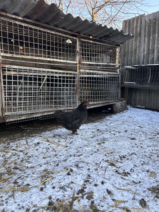 Продам карликових курей 2024-2025року