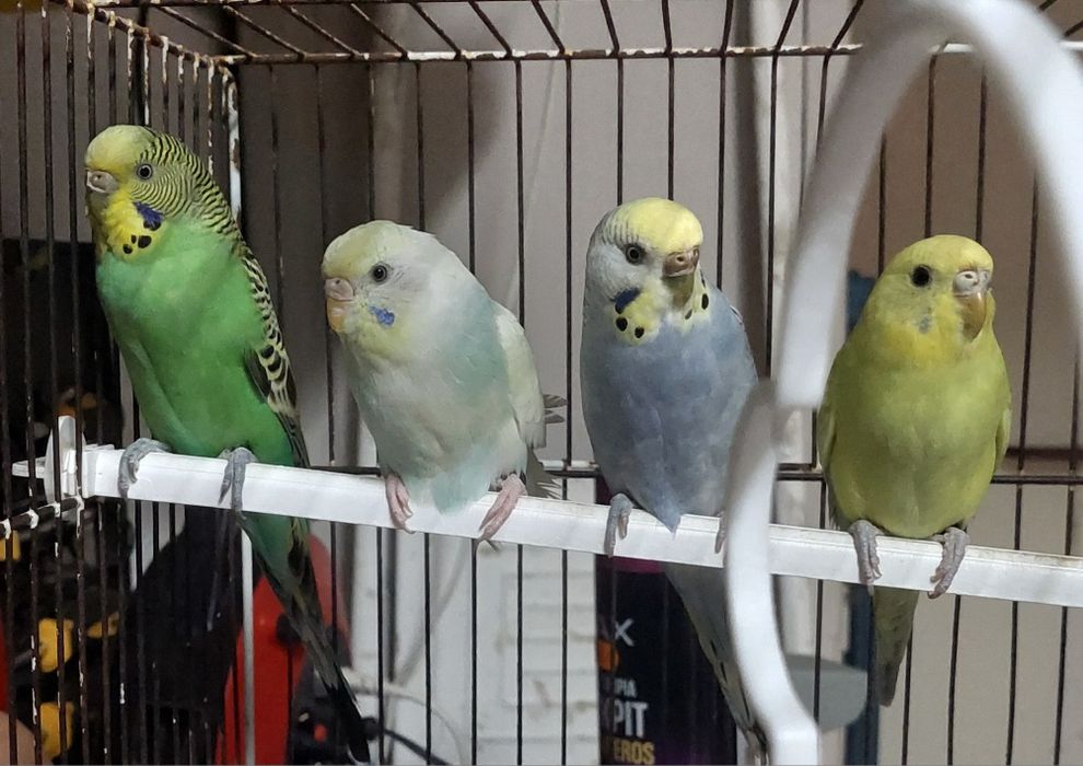 Periquitos Australianos