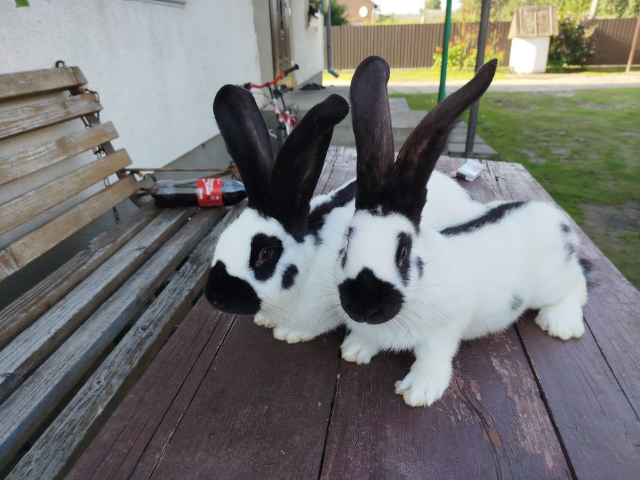 Кролі строкачі. ..