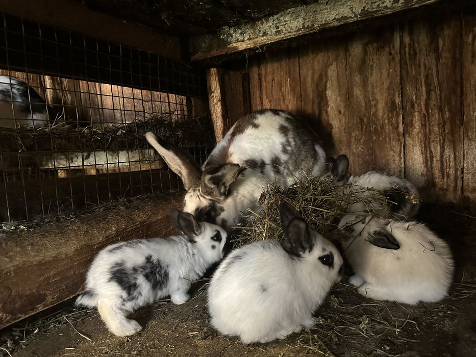 Продаються кролі