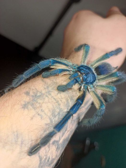 Ptasznik ptaszniki Samice ns