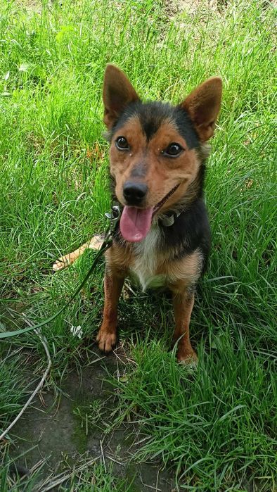Flisak poleca się do adopcji :)