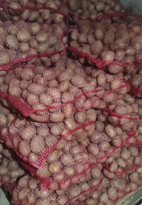 ziemniaki 15kg vineta