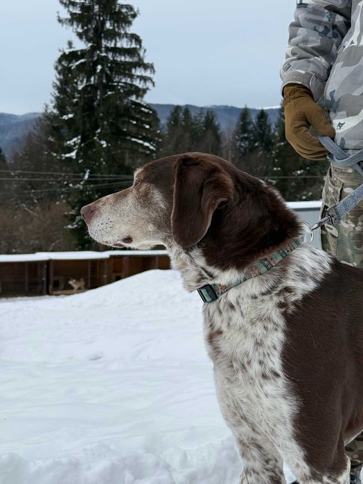Тор, метис курцхаара, шукає дім