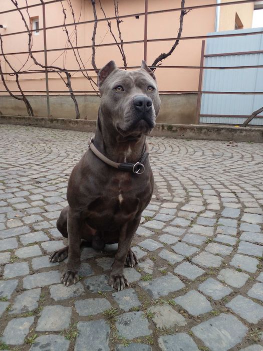 Вязка Стафф вязка