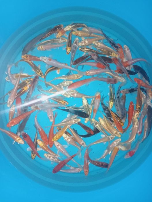 Carpas koi 7/9cm faço envios
