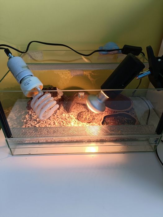 Terrarium małe dla żółwia /gada