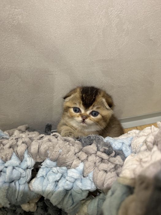 Продам котят Золотая Шиншилла