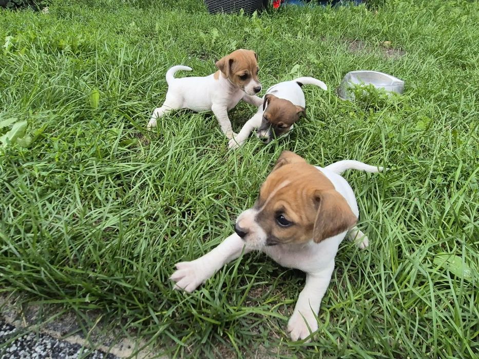 Sprzedam pieska Jack Russell terrier