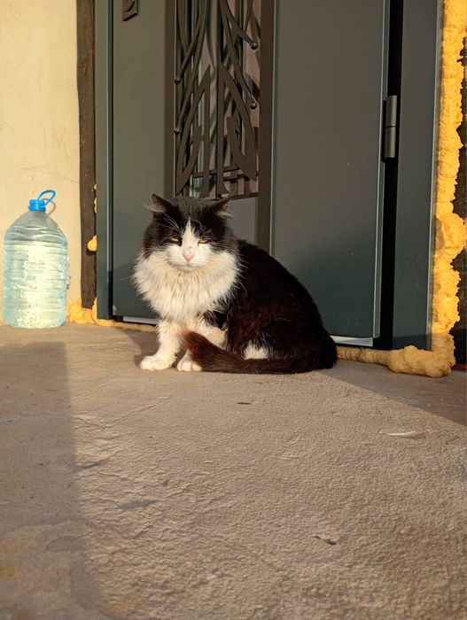 Кошенята шукають дім